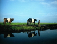 Koeien spiegel